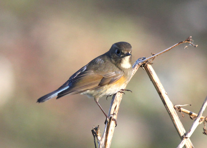 Cotxa cua blava (Tarsiger cyanurus)