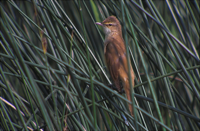 Balquer (Acrocephalus arundinaceus)