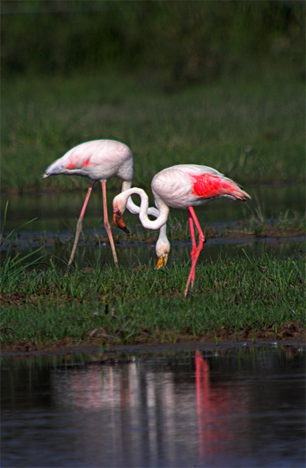 Flamec (Phoenicopterus roseus)