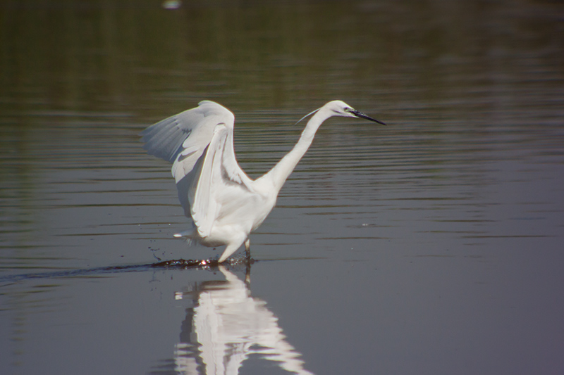 Martinet blanc (Egretta garzetta)