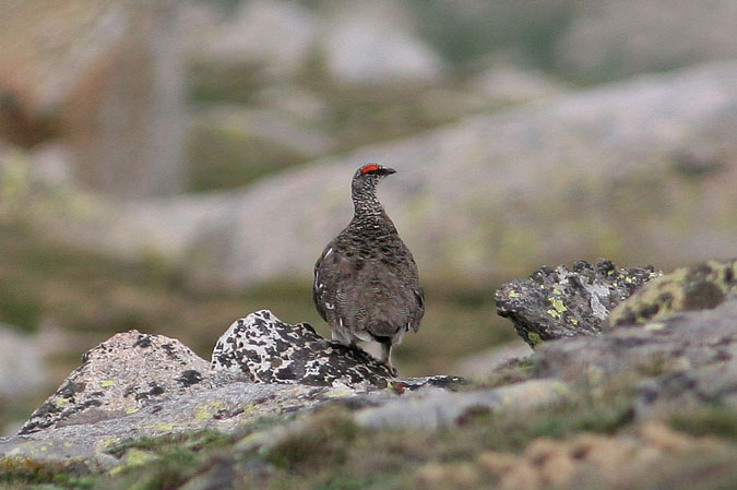 Perdiu blanca. Lagopus mutus