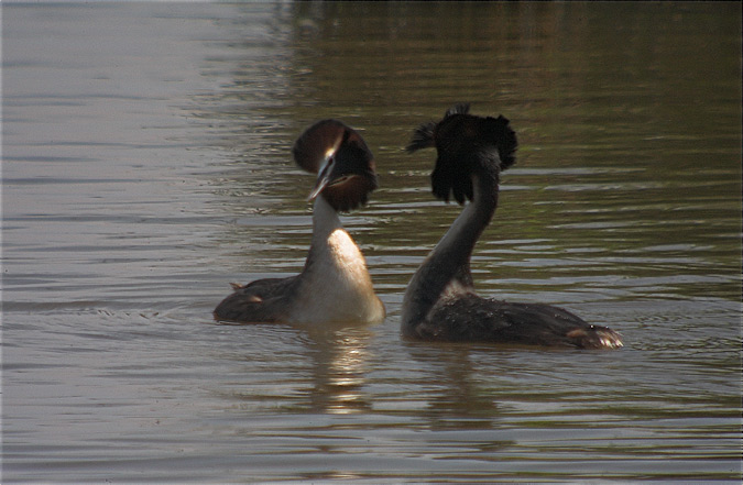 Cabusso emplomallat (Podiceps cristatus) 1/3