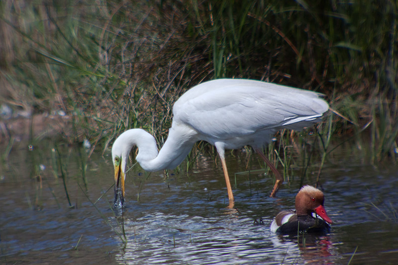 Agró blanc (Ardea alba) i Xibec (Netta rufina)