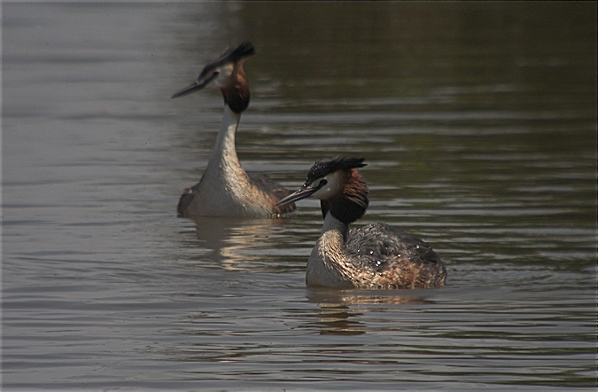 Cabusso emplomallat (Podiceps cristatus) 3/3