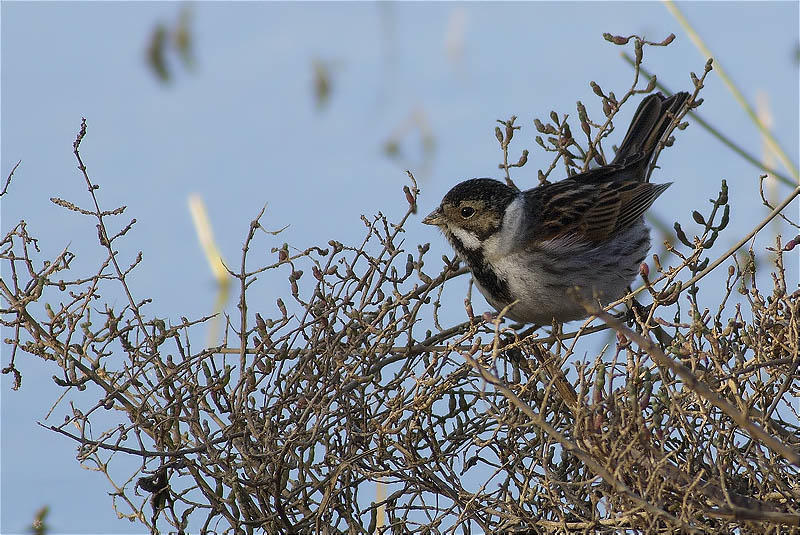 Mascle de Repicatalons (Emberiza schoeniclus)