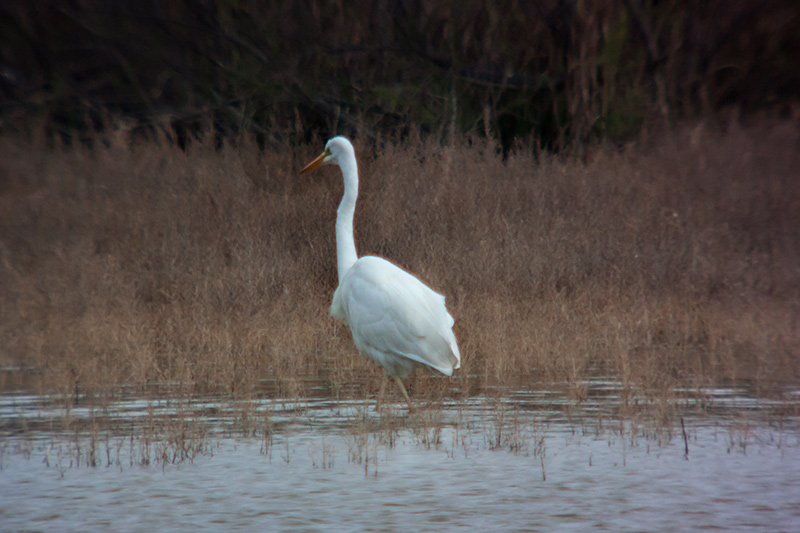 Agró blanc (Ardea alba)