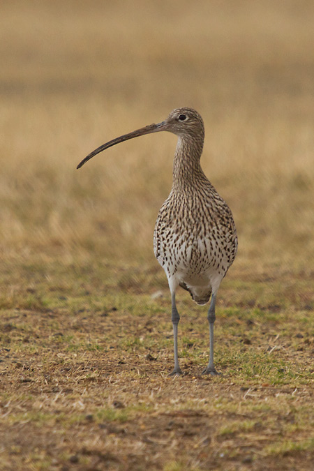 Becut (Numenius arquata)