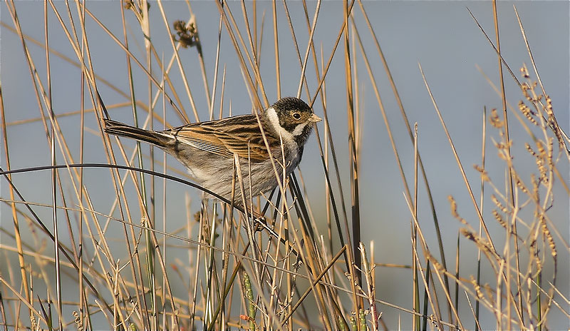 Mascle de Repicatalons (Emberiza schoeniclus)