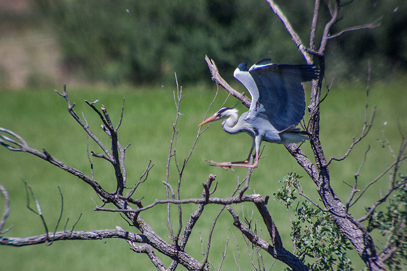 Bernat pescaire (Ardea cinerea)