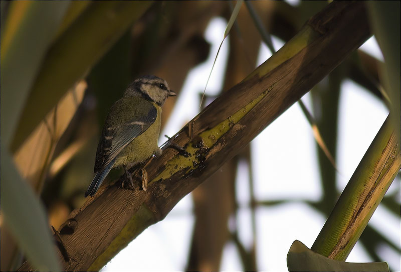 Mallerenga blava (Cyanistes caeruleus)