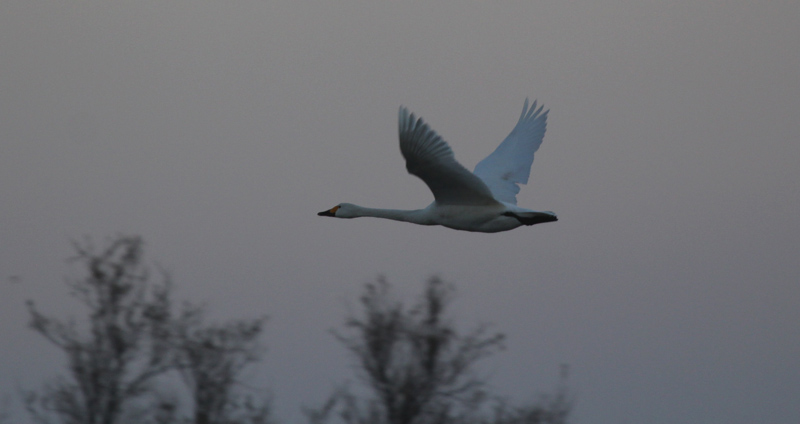 Cigne petit (Cygnus columbianus bewickii)