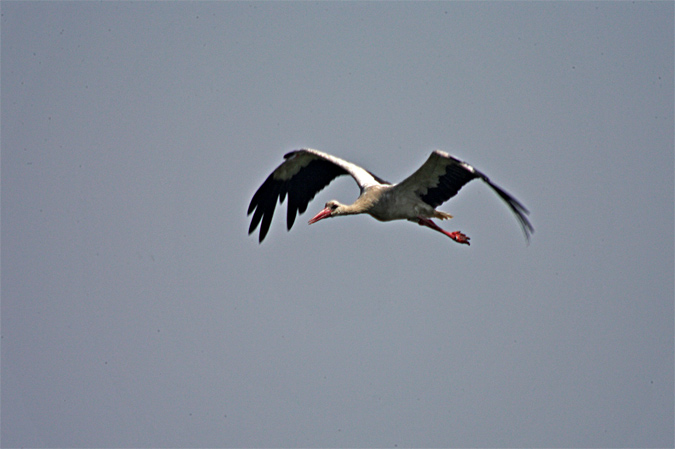 Cigonya blanca (Ciconia ciconia)