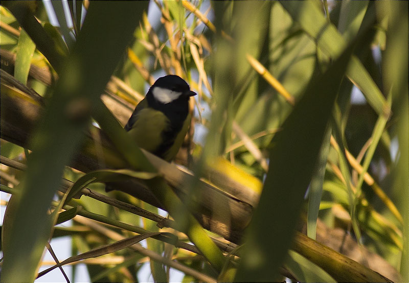 Mallerenga carbonera (Parus major)