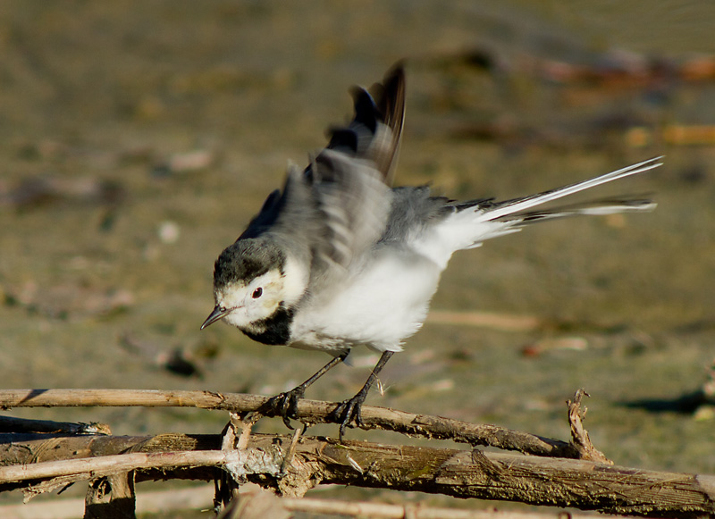 Cuereta blanca vulgar (Motacilla alba)