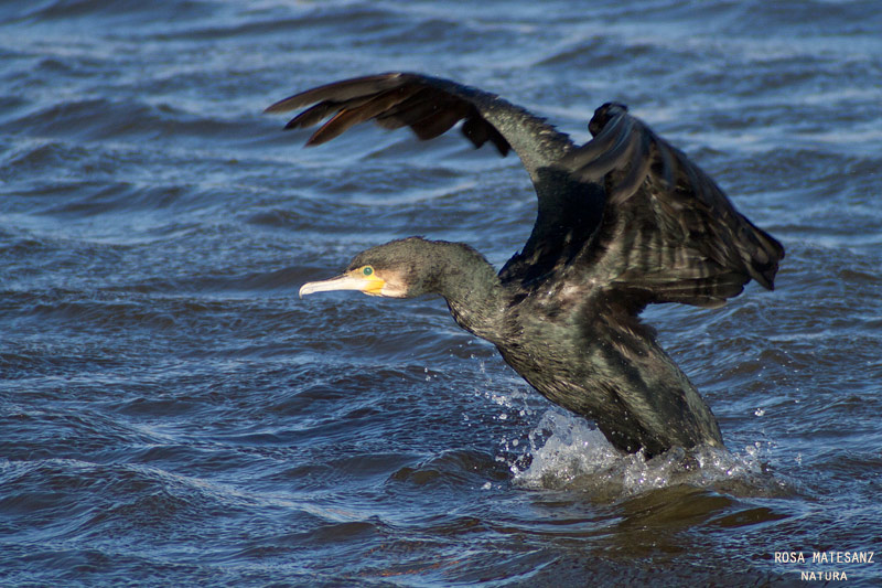 Corb marí gros (Phalacrocorax carbo)