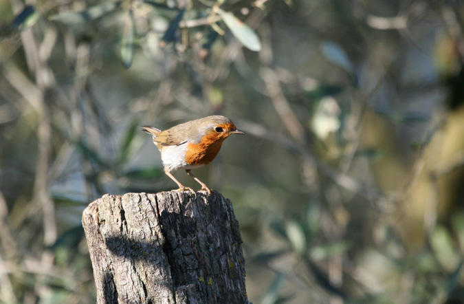 Pit-roig  Erithacus rubecula