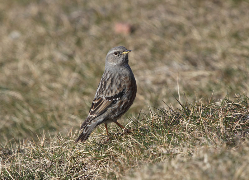 Cercavores (Prunella collaris)