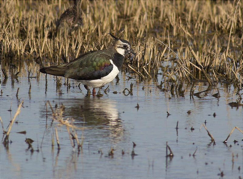 Fredeluga (Vanellus vanellus)