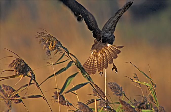 Aligot comú (Buteo buteo)