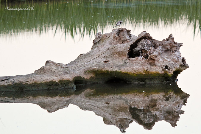 Cuereta al tronc de les tortugues