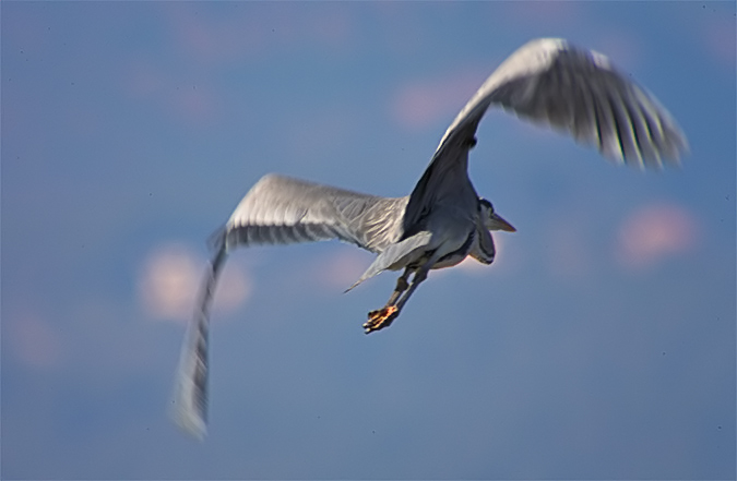 Bernat pescaire (Ardea cinerea)