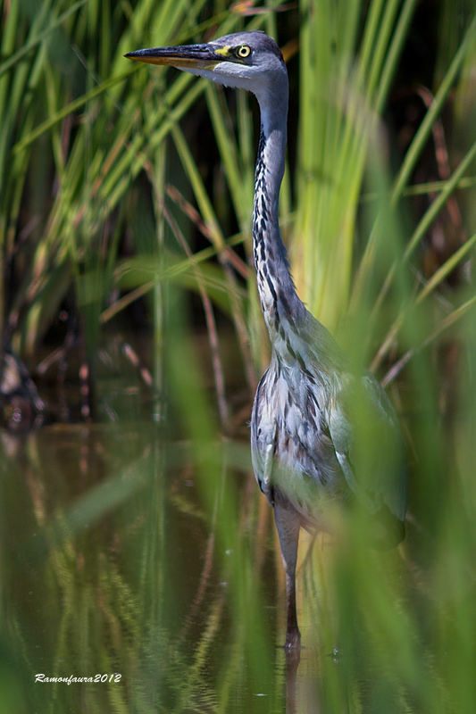 Nidificants del PNAE: Bernat Pescaire