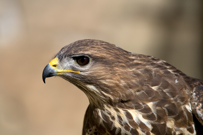 Aligot comú (Buteo buteo)