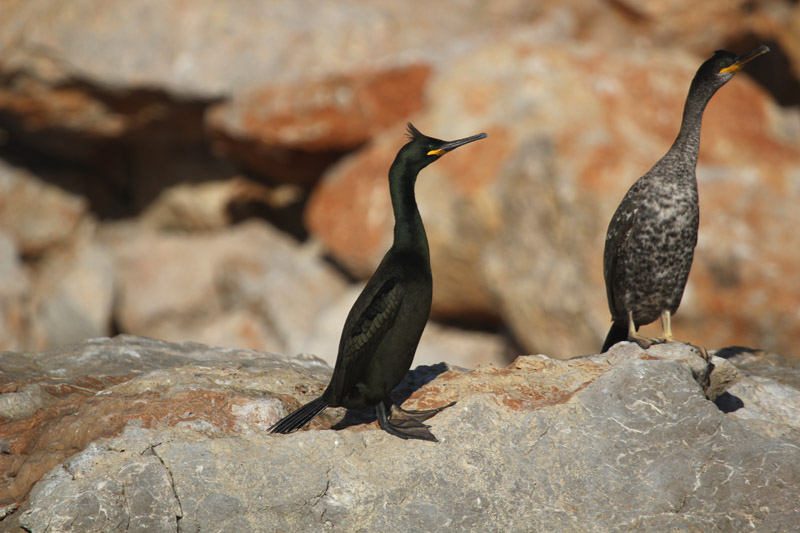 Corb marí emplomallat (Phalacrocorax aristotelis)