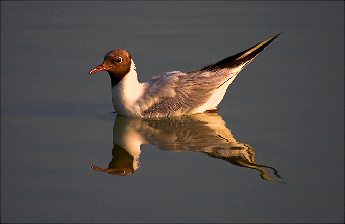 Gavina vulgar (Larus ridibundus)