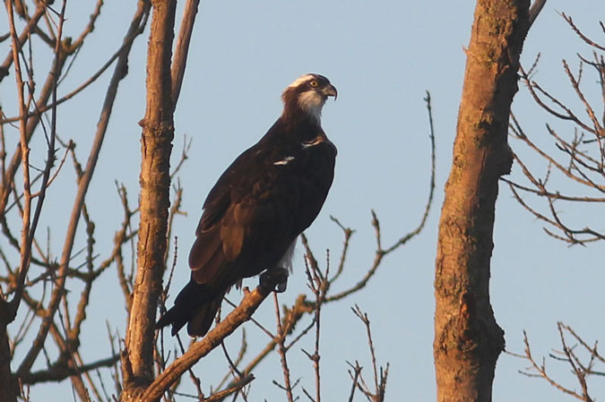 Àguila pescadora. Pandion haliaetus.