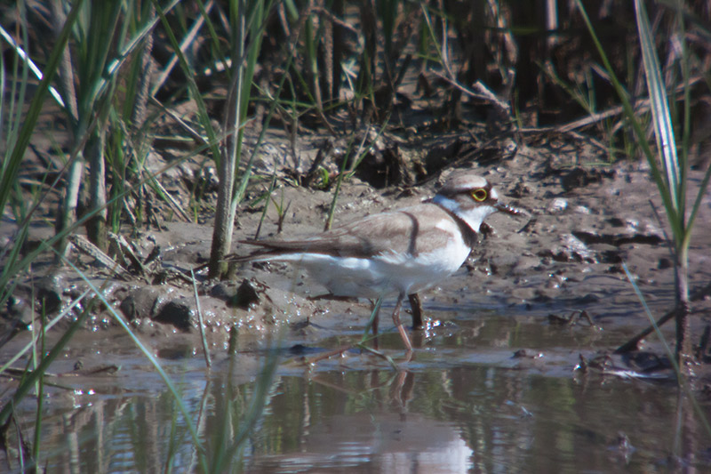 Corriol petit (Charadrius dubius)