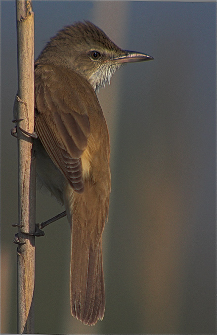 Balquer (Acrocephalus arundinaceus)