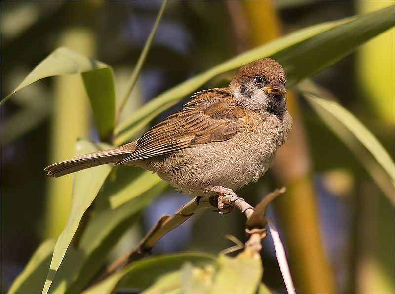 Pardal xarrec (Passer montanus)