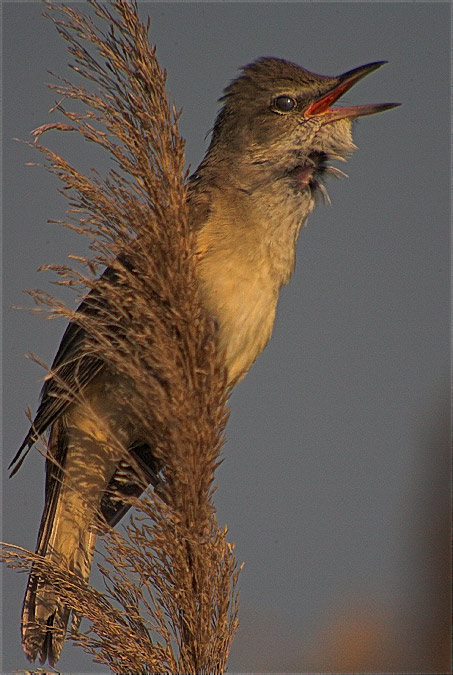 Balquer (Acrocephalus arundinaceus)