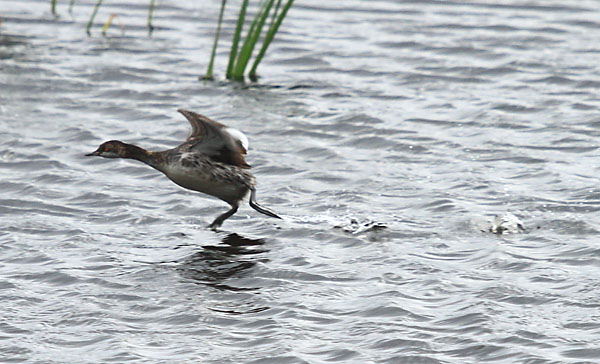 Cabussó collnegre (Podiceps nigricollis)