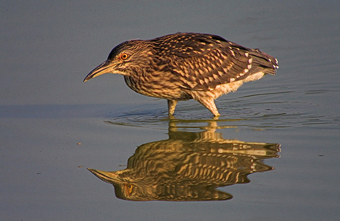 Martinet de nit (Nycticorax nycticorax)