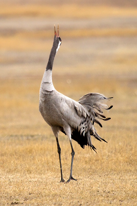 Mascle de grua Ggrus grus)