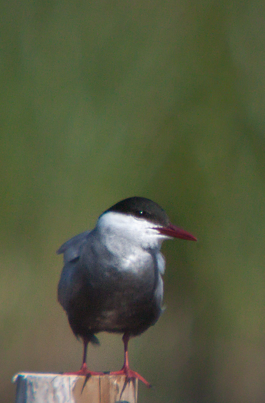 Fumarell carablanc (Chlydonias hybridus)