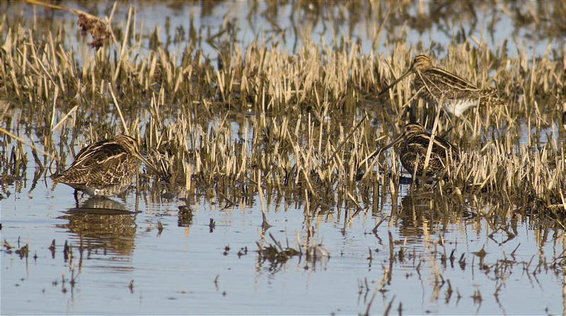 Becadell comú (Gallinago gallinago)