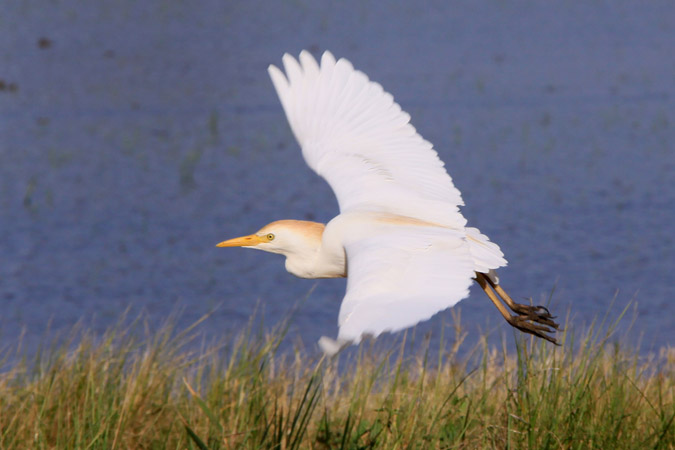 Esplugabous (Bubulcus ibis)