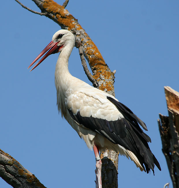 Cigonya blanca  (ciconia ciconia)