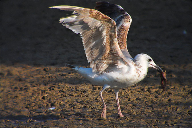 Gaviá argentat (Larus argentatus)?