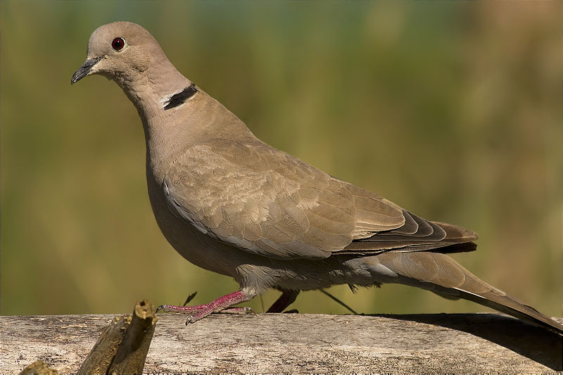 Tórtora turca (Streptopelia decaocto)