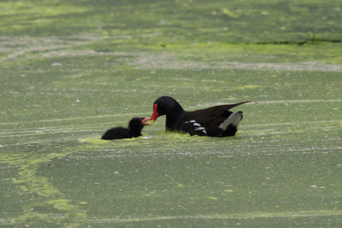 Polla d'aigua (Gallinula chloropus)