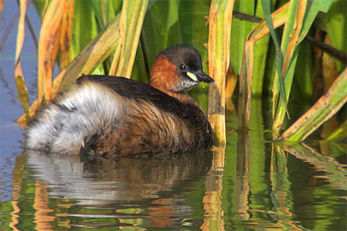 Cabusset (Tachybaptus ruficollis)