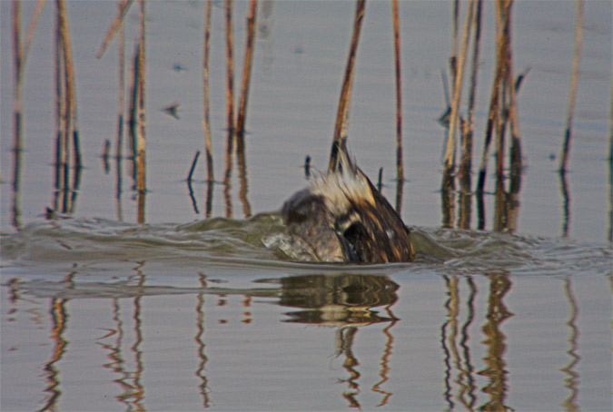 Cabusset (Tachybaptus ruficollis)