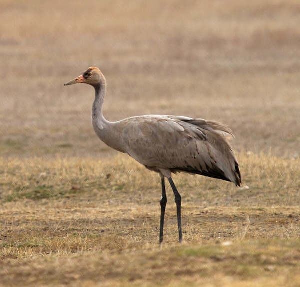 Jove de grua (Grus grus)