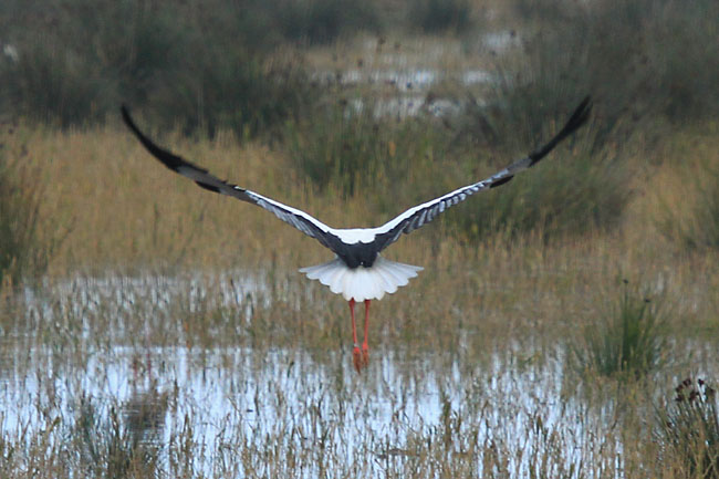 Cigonya blanca (Ciconia ciconia)