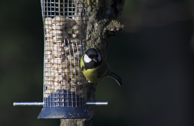 Mallerenga carbonera (Parus major)