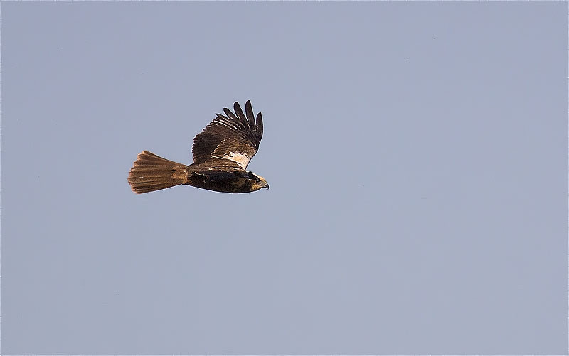 Femella d'Arpella vulgar (Circus aeruginosus)